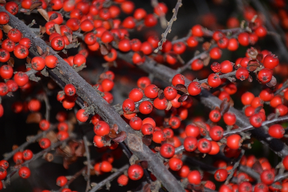 Nature bifurquer usine fruit