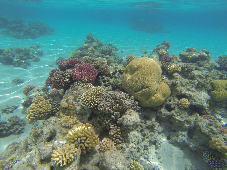 Laut bawah air biologi karang