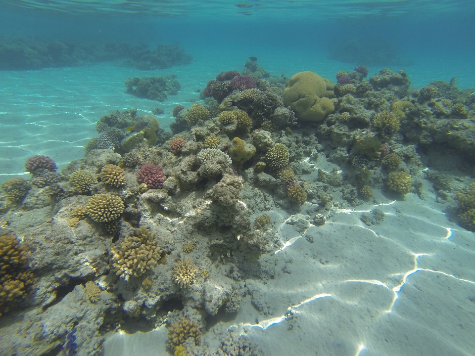 Mare oceano immersione sott'acqua