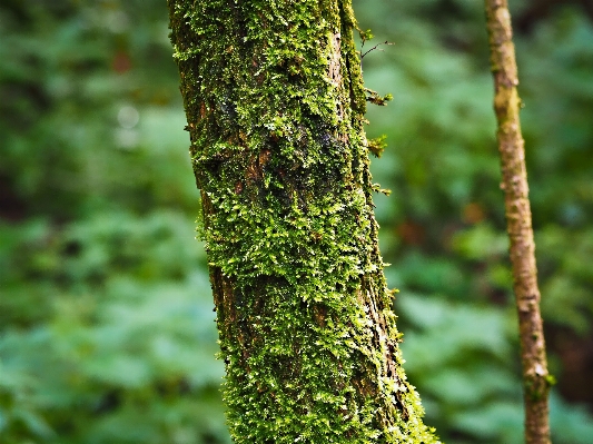 Landscape tree nature forest Photo