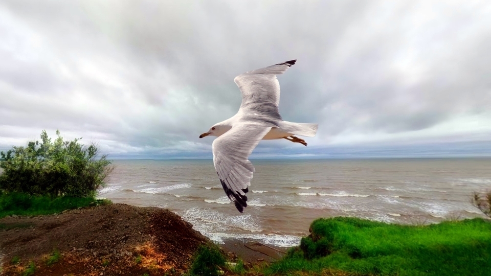 Plaża morze wybrzeże natura