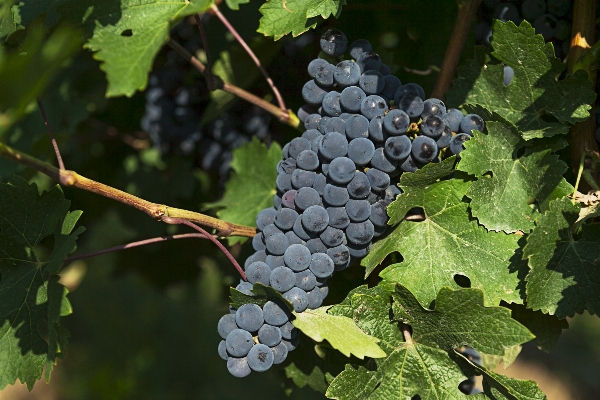 Branch plant grape vineyard Photo