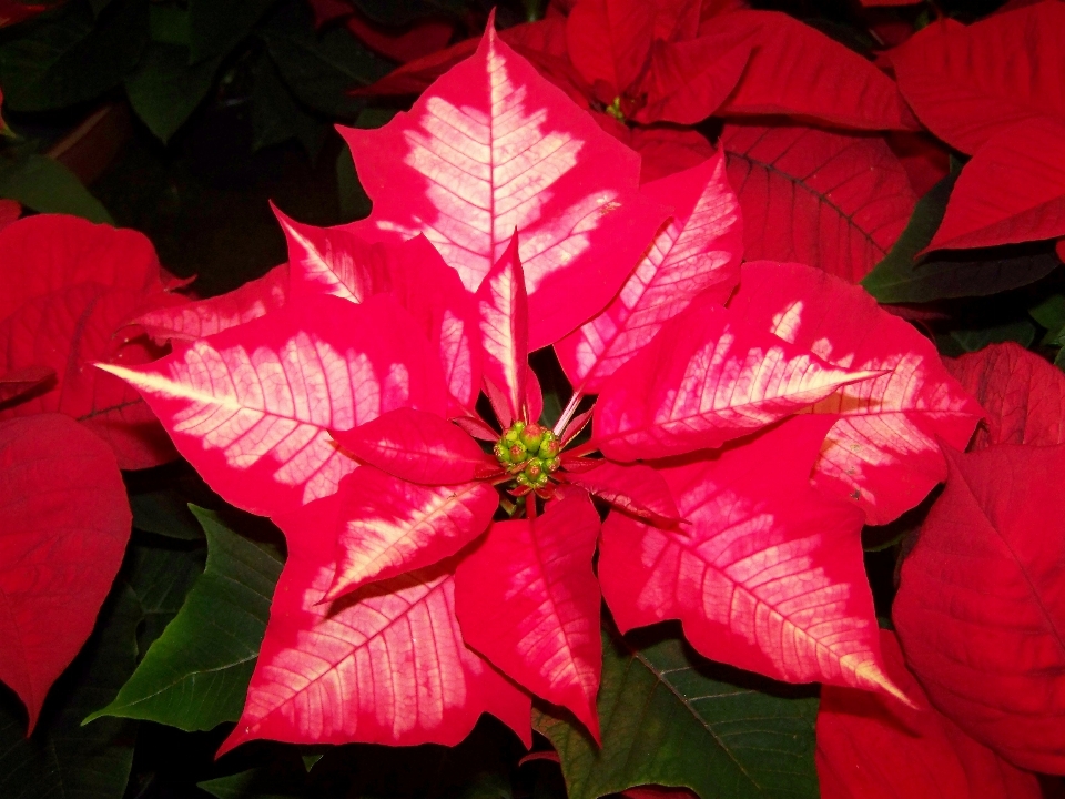 Tree plant leaf flower