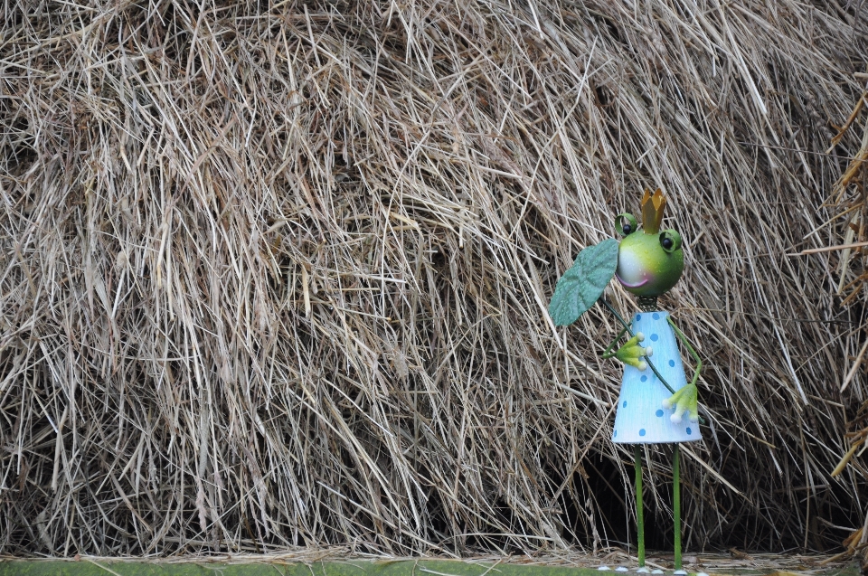 Albero natura erba uccello