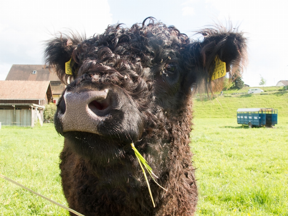 Bulu sapi ternak padang rumput
