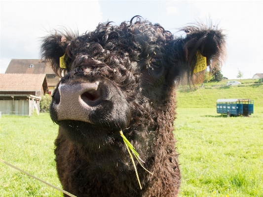 Photo Fourrure vache bétail pâturage
