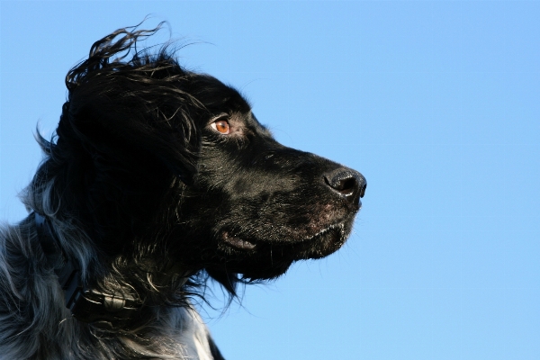 Foto Anjing satwa anjing
 peliharaan