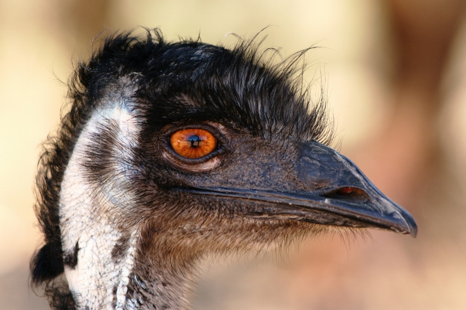 Burung margasatwa paruh unta