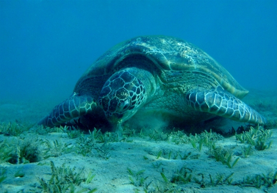 Sea underwater biology turtle Photo