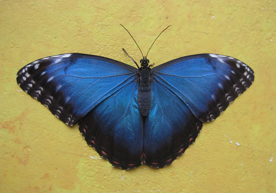 Nature wing petal insect