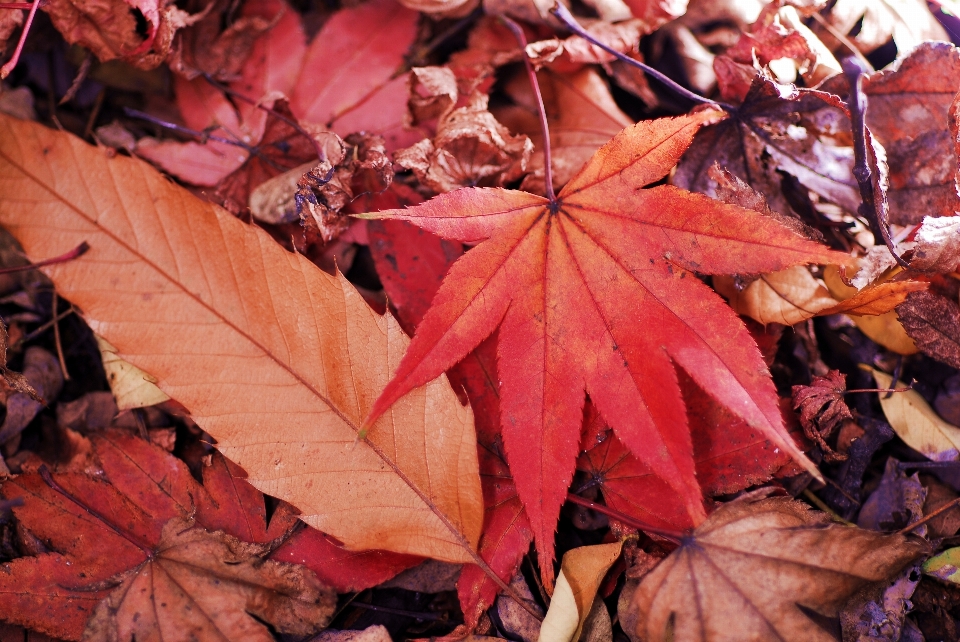 Tree plant leaf flower