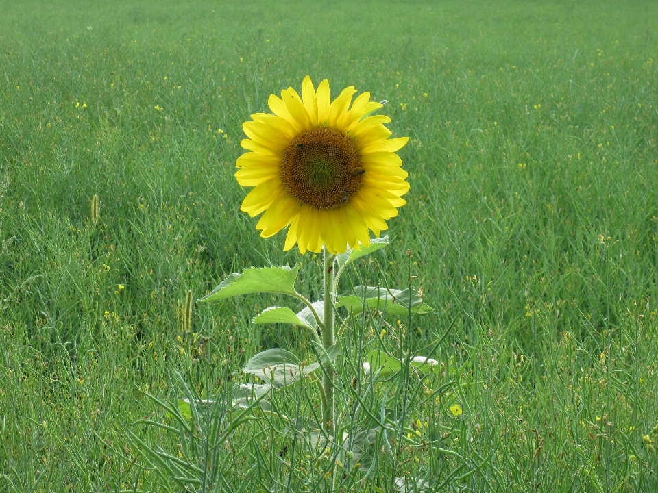 Grama plantar campo prado
