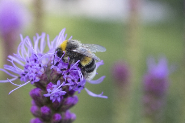 Plant flower pollen insect Photo