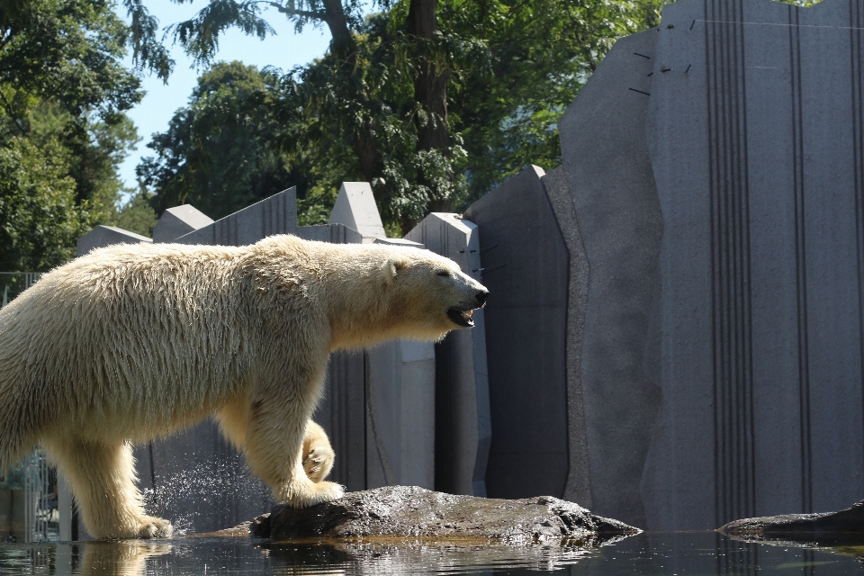 Recreation bear wildlife zoo