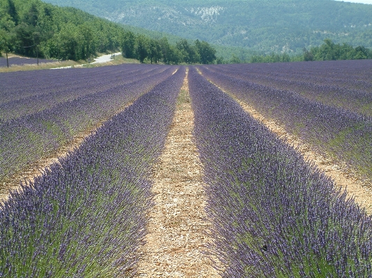 Grass plant road field Photo