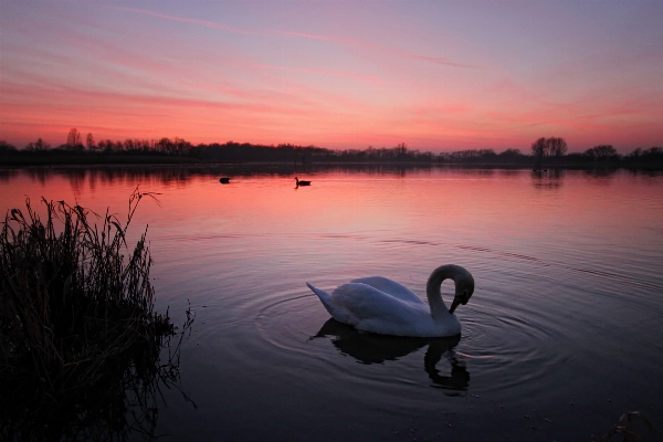 Landscape sea nature bird Photo