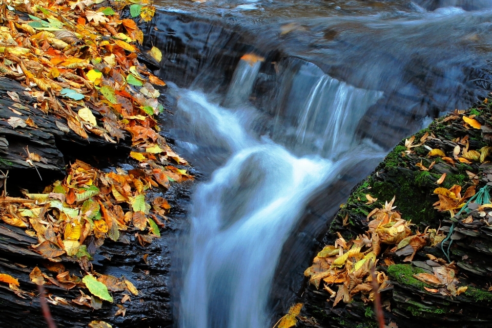 Paesaggio albero acqua natura