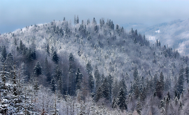 Landscape tree nature forest Photo