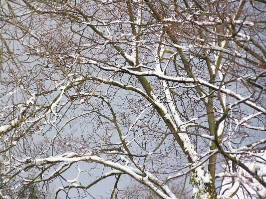 Tree nature branch snow Photo