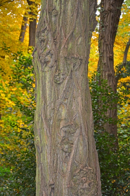 Albero natura foresta ramo