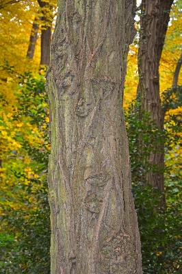 Foto árbol naturaleza bosque rama