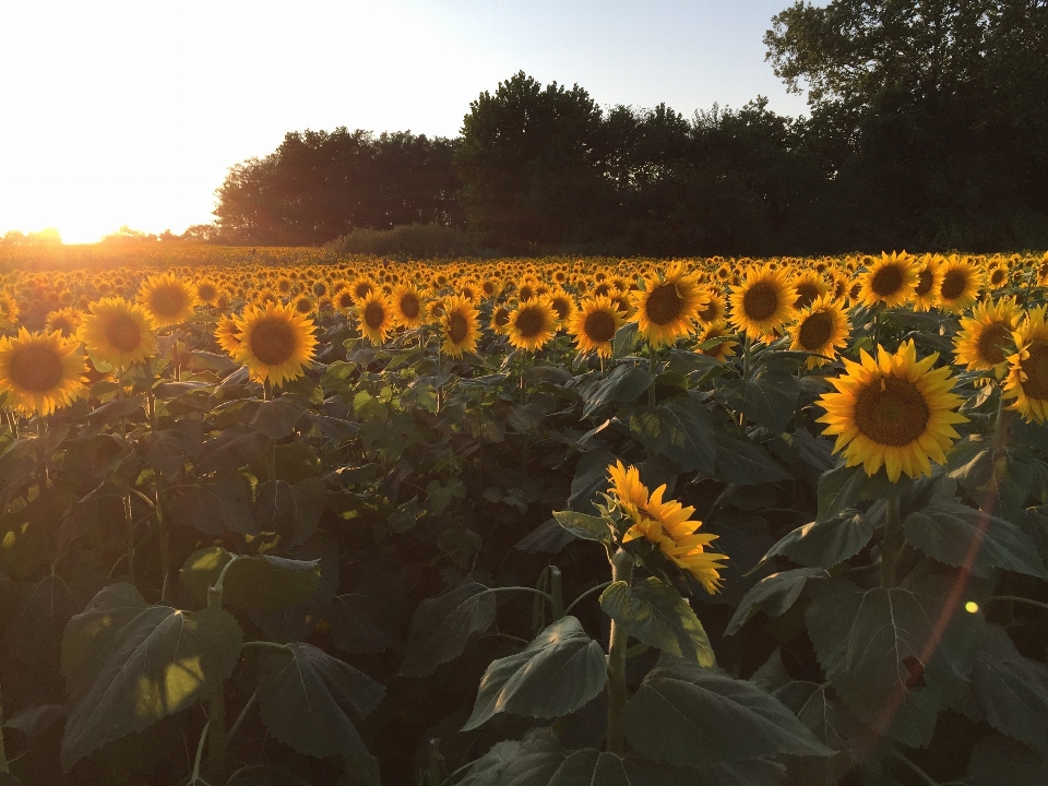 Anlage sonnenuntergang feld prärie
