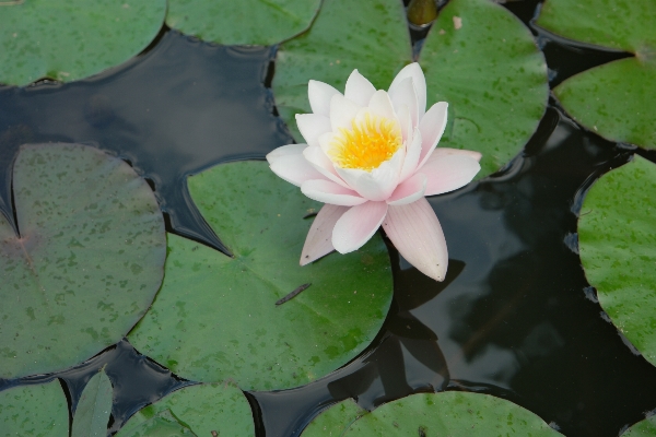 Nature plant leaf flower Photo