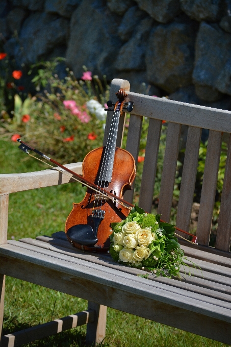 Gitarre garten musikinstrument geige