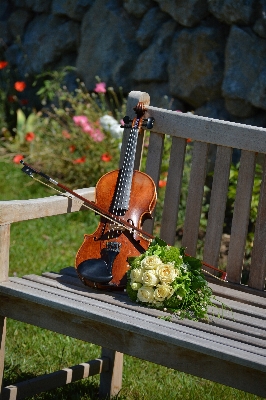 Guitar garden musical instrument violin Photo