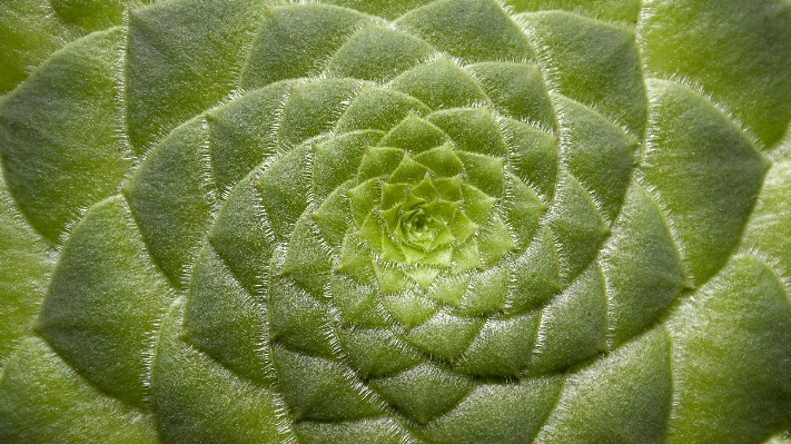 Nature plant hair leaf Photo