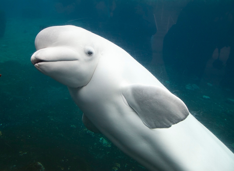 Meer biologie säugetier wasser