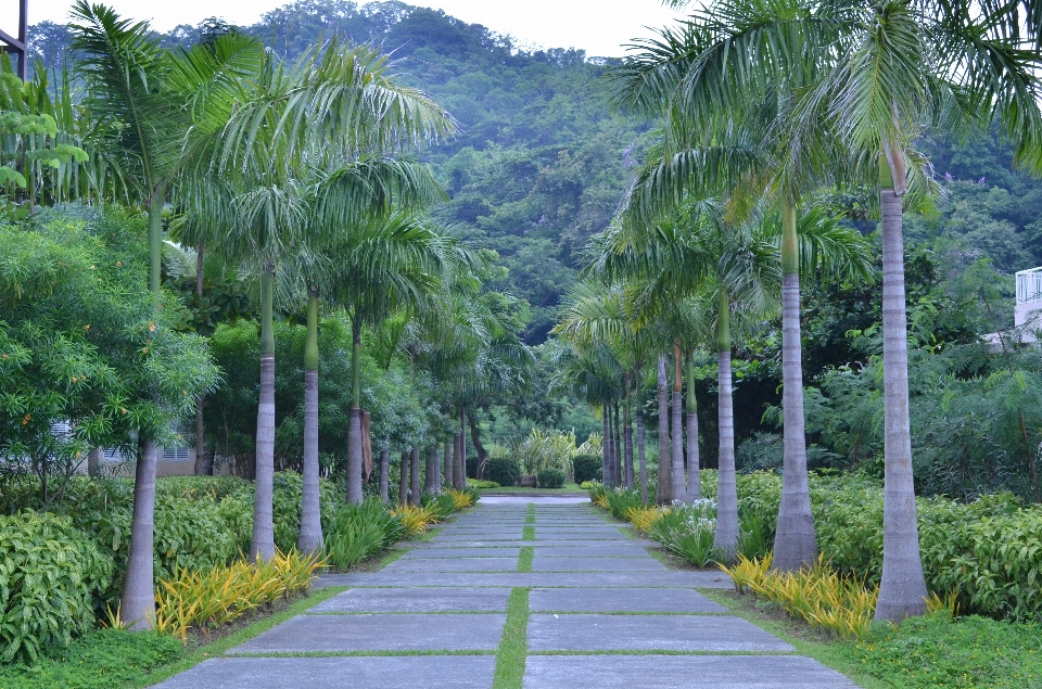 Landscape tree plant wood