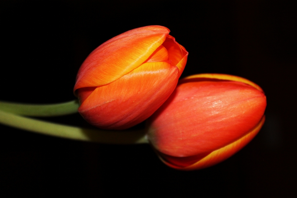 Fiore pianta petalo floreale