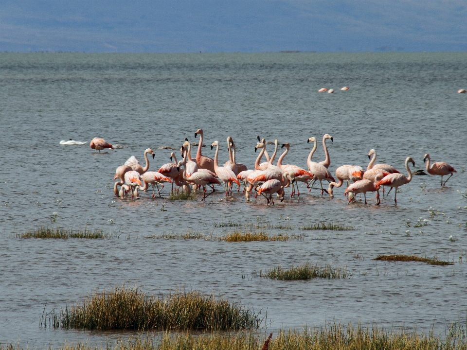 Mare palude
 uccello pellicano