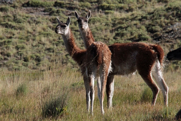 Prairie wildlife deer herd Photo