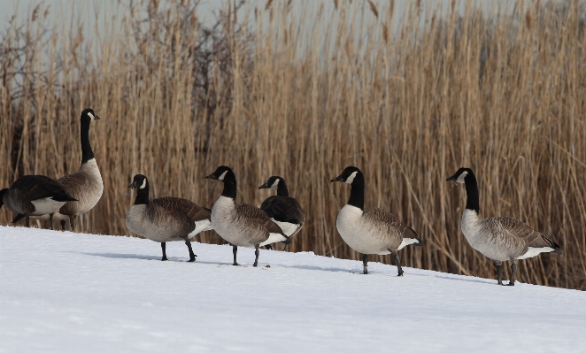 Nature snow cold winter Photo