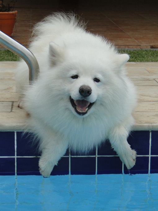 Acqua cane animale carino