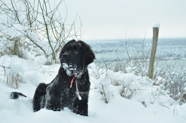 Foto Foresta nevicare inverno cucciolo