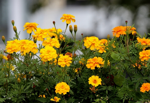 Foto Natura pianta prato
 fiore