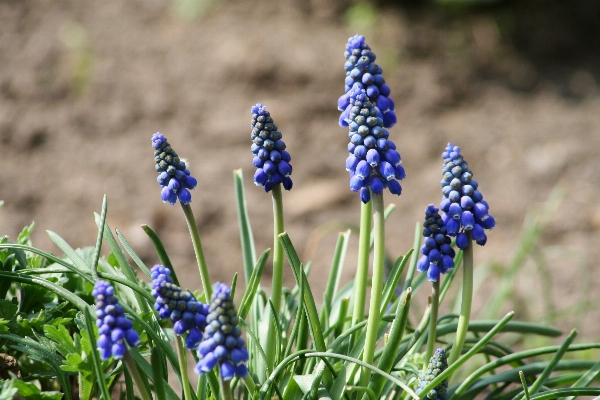 Plant meadow flower bloom Photo