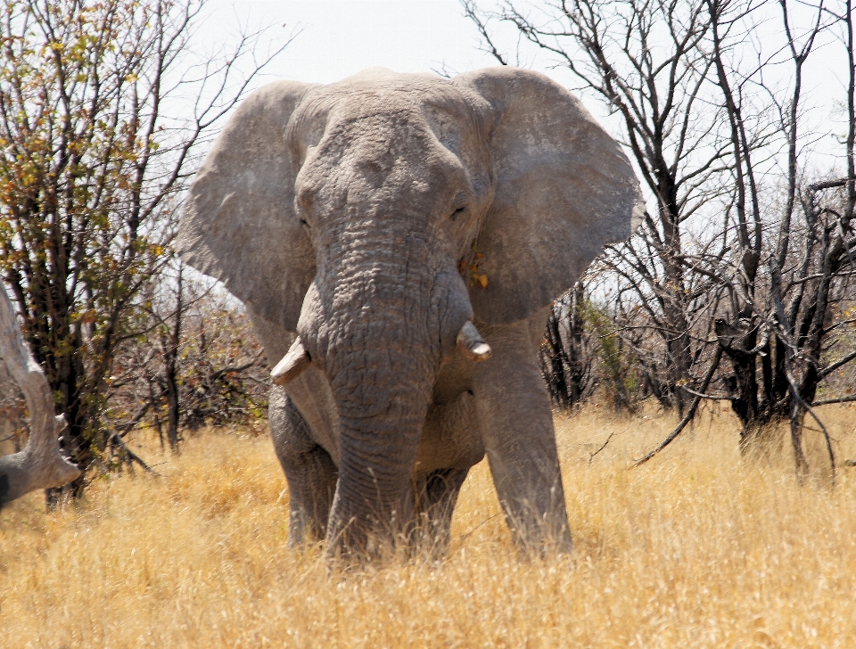 Natura selvaggia
 avventura animale viaggio