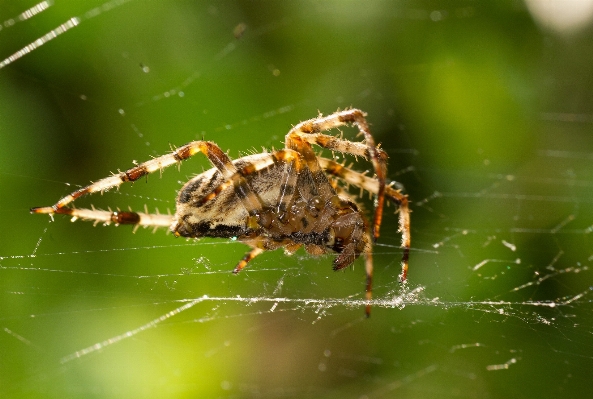 Foto Alam fotografi serangga menutup