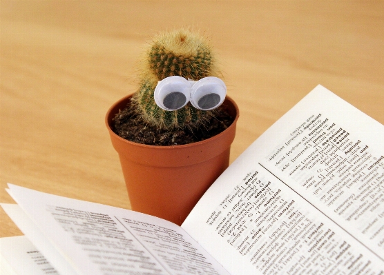 本 カクタス
 成長 植物 写真