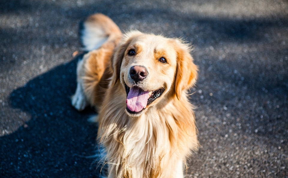 犬 かわいい ゴールデン 哺乳類