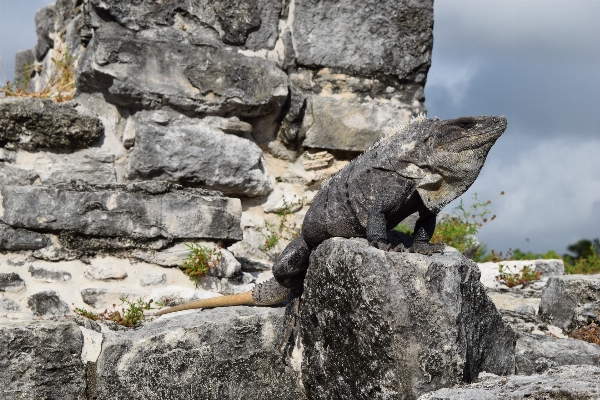 Foto Natureza rock animal animais selvagens