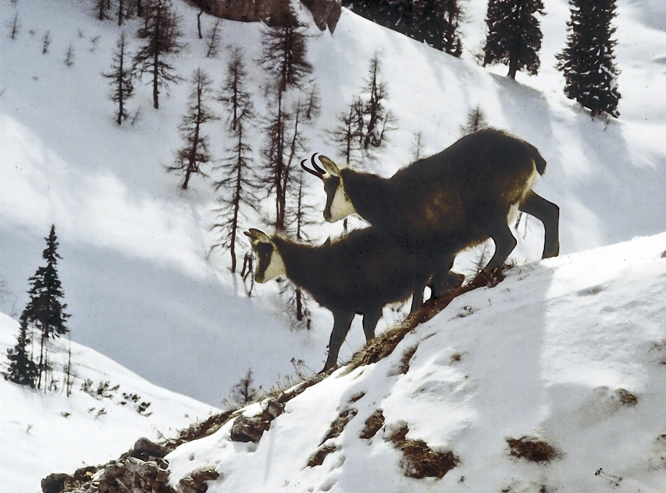 Natura śnieg zima jeleń