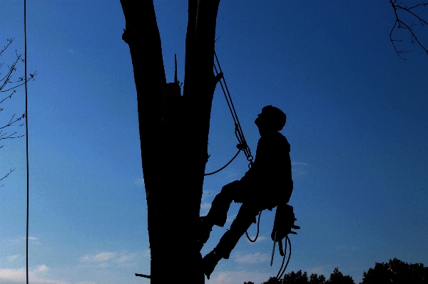 Tree branch silhouette sky Photo