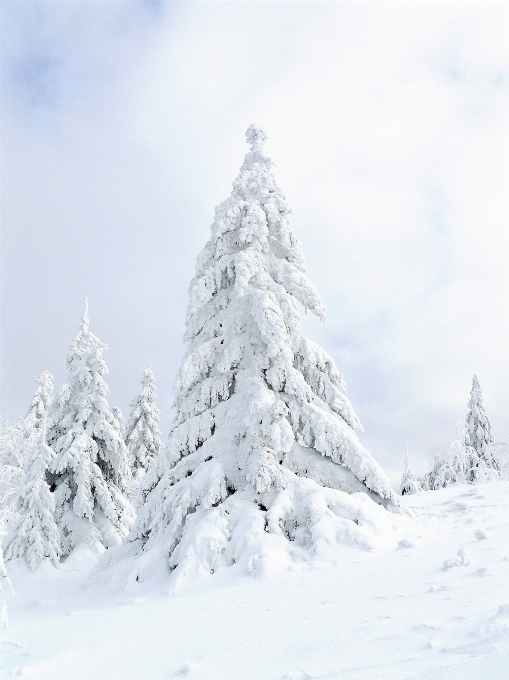 Paesaggio albero natura foresta