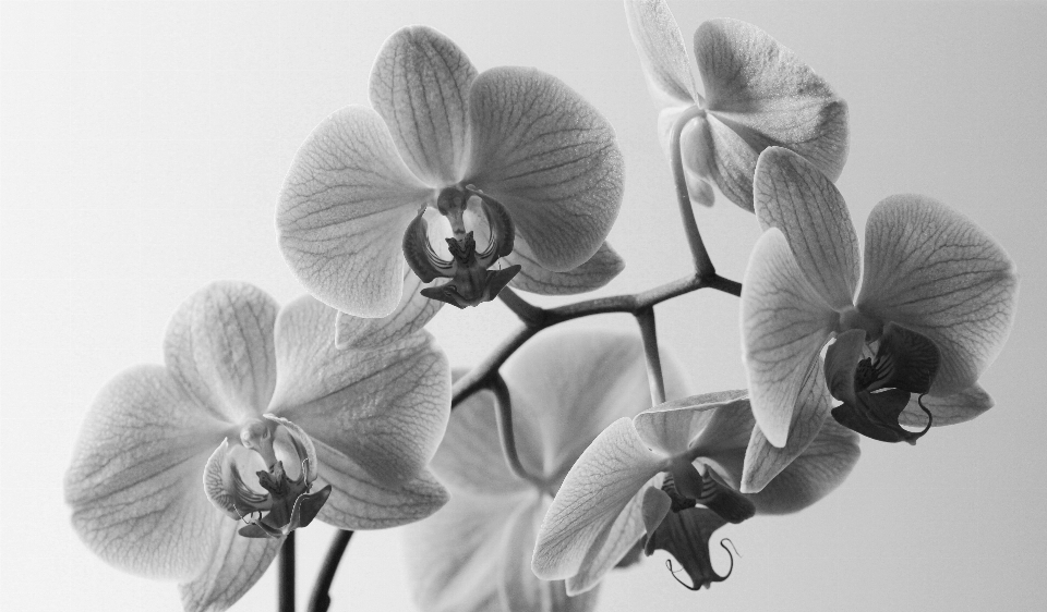 Natura fiore bianco e nero
 pianta