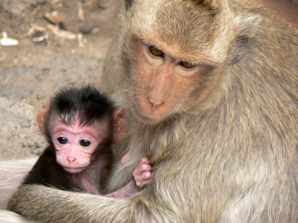 Mammal monkey fauna primate